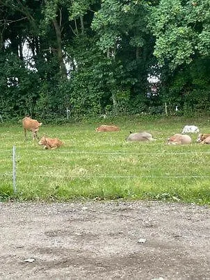 Hojmosegard * 瓦尔德