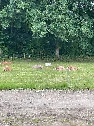 民宿 Hojmosegard *